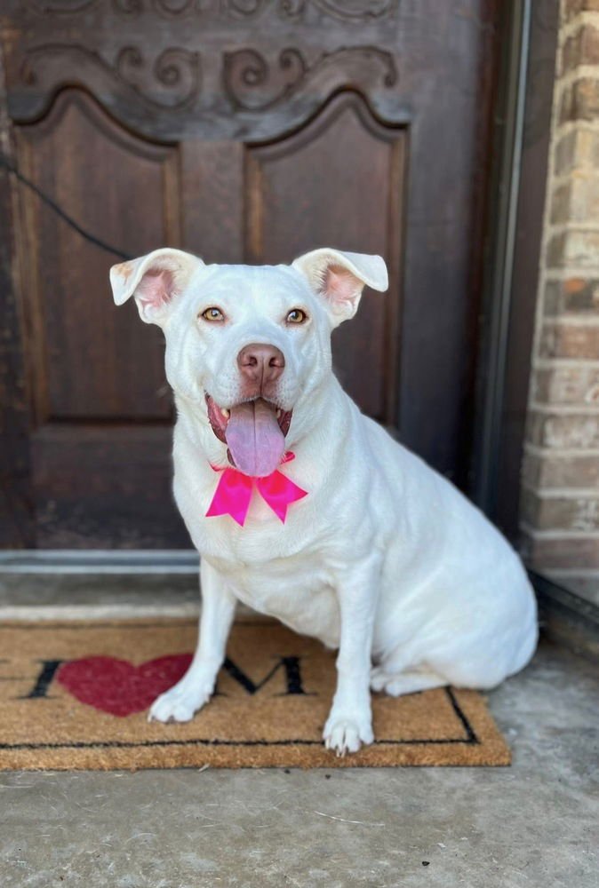 LOLA - Shepherd available for adoption