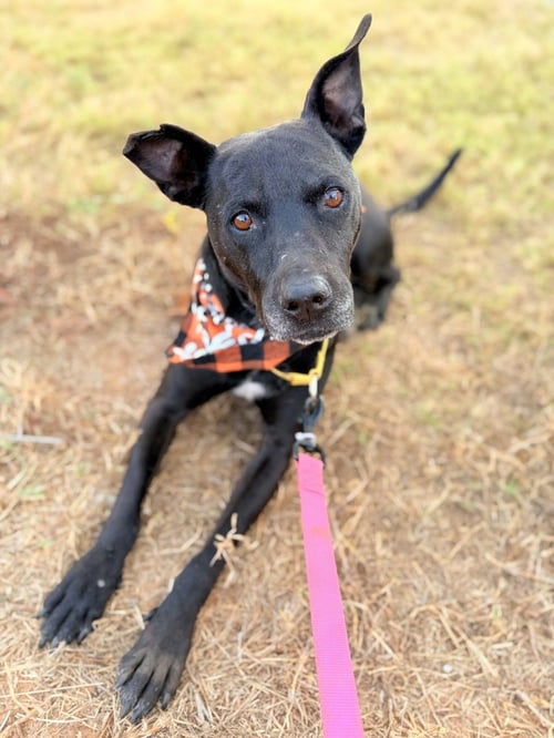 ZEUS - Labrador Retriever available for adoption