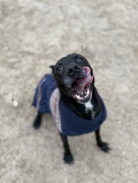 Zeus - Photo 2