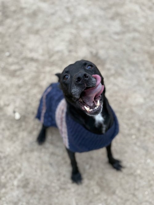ZEUS - Labrador Retriever available for adoption