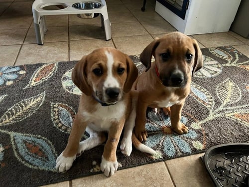 DAVE AND JEFF - Unknown for adoption in Worcester