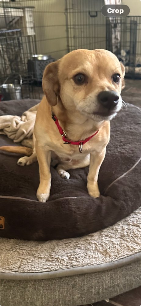 PACO - Chihuahua available for adoption