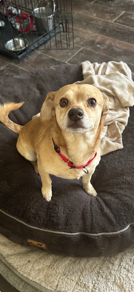 PACO - Chihuahua available for adoption