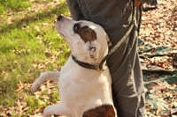 Finley - Photo 3