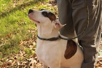 Finley - Photo 4