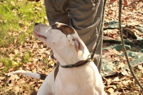 FINLEY - American Bulldog available for adoption
