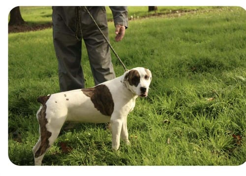 FINLEY - American Bulldog available for adoption