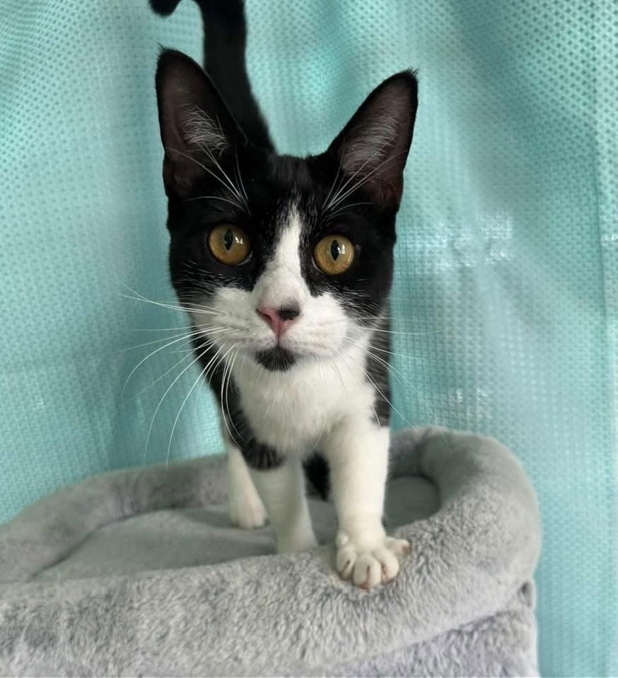 PAMELA - Domestic Short Hair available for adoption