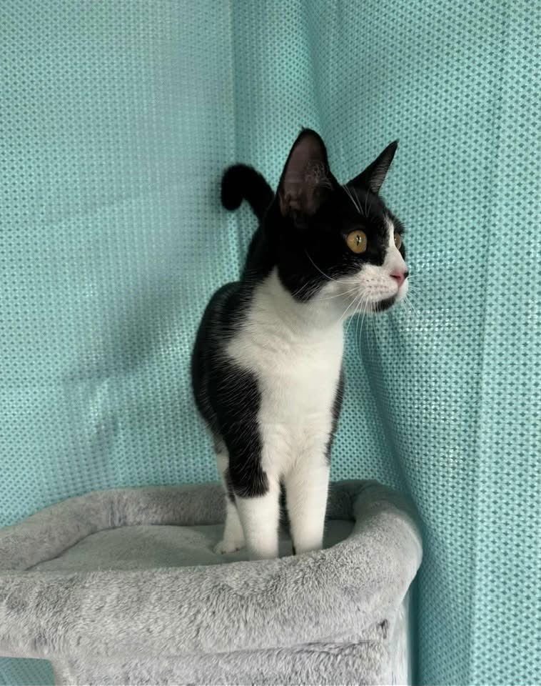 PAMELA - Domestic Short Hair available for adoption