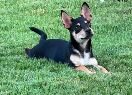 ALLISON - Terrier / Terrier for adoption in Worcester