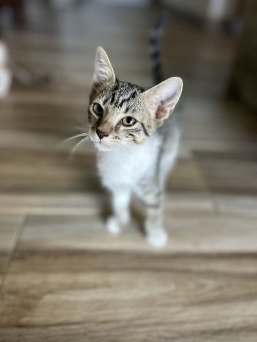 OREO & SMOKEY - Domestic Short Hair available for adoption