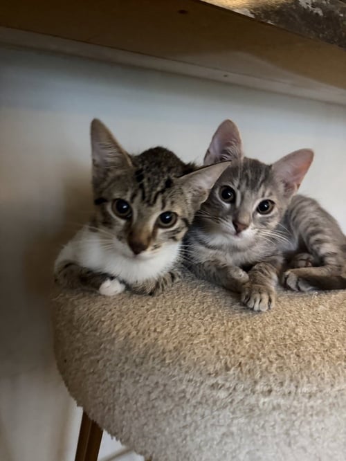 OREO & SMOKEY - Domestic Short Hair available for adoption