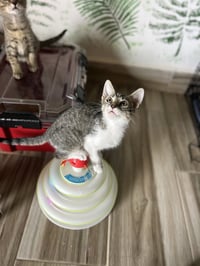 Oreo & Smokey - Photo 3