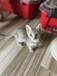 Oreo & Smokey - Photo 4