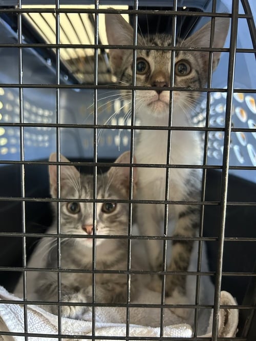 OREO & SMOKEY - Domestic Short Hair available for adoption