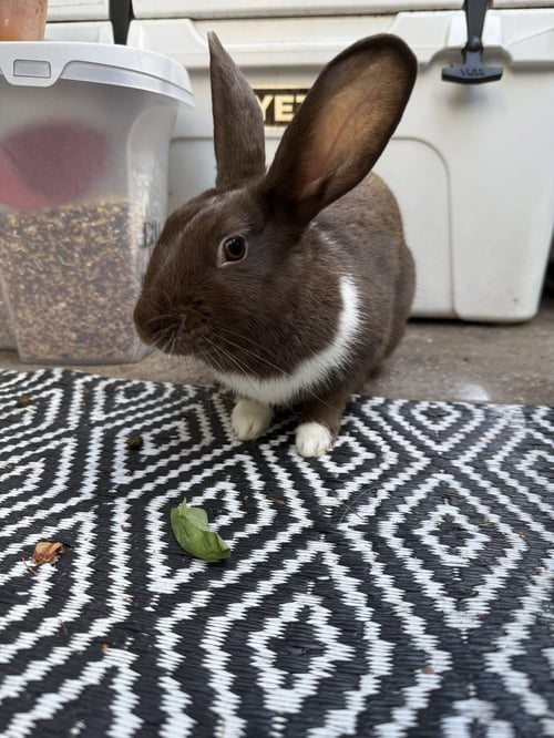 BUNNY (BONNIE) - Havana available for adoption