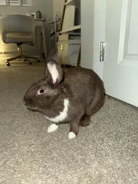Bunny (Bonnie) - Photo 3