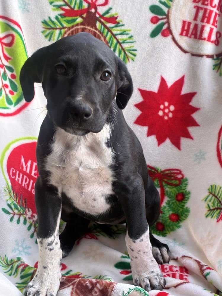 TINSEL - Great Dane available for adoption