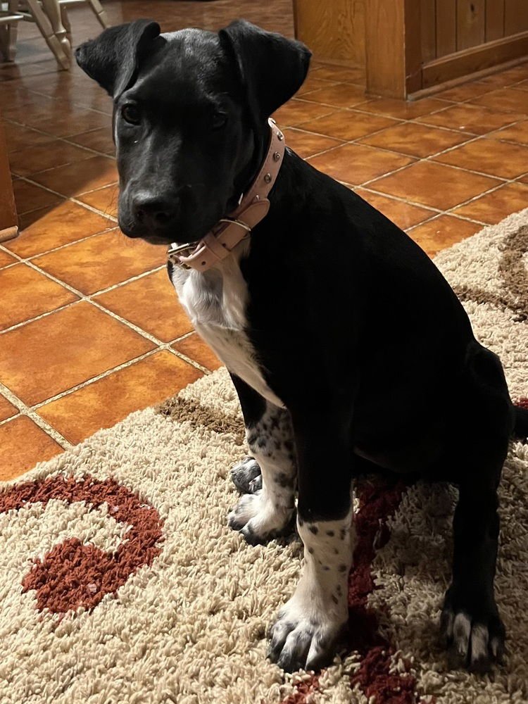 TINSEL - Great Dane available for adoption