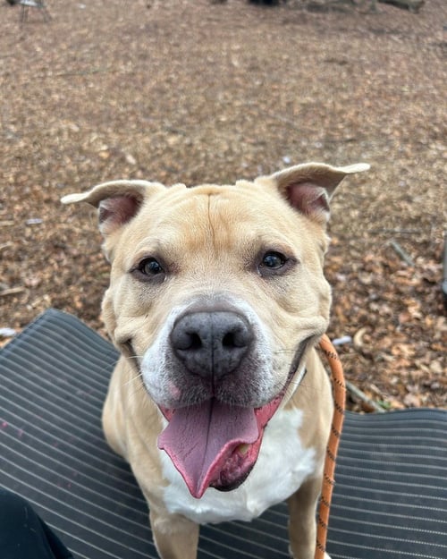 RODNEY - Terrier / Staffordshire Bull Terrier available for adoption