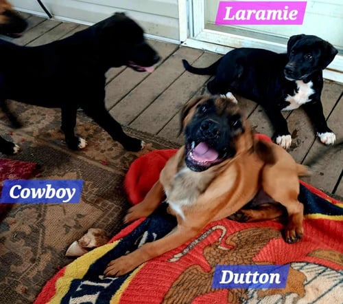 YELLOWSTONE LITTER - Shepherd for adoption in Worcester
