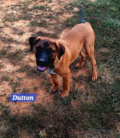 YELLOWSTONE LITTER - Shepherd available for adoption