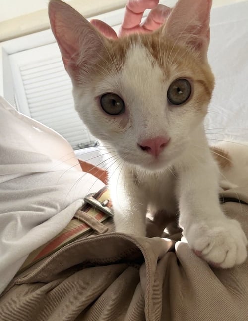 PETER - American Shorthair available for adoption