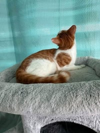 Marlin - Photo 2