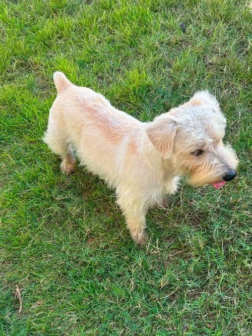 PEE WEE - Miniature Schnauzer / Norfolk Terrier available for adoption