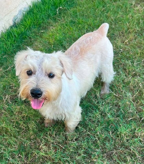 PEE WEE - Miniature Schnauzer / Norfolk Terrier available for adoption