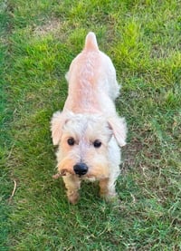 Pee Wee - Photo 3