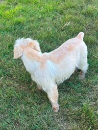 Pee Wee - Photo 4