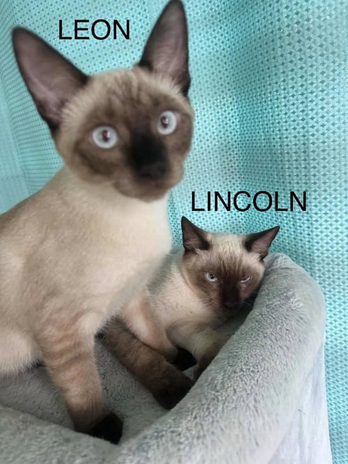 LINCOLN AND LEON