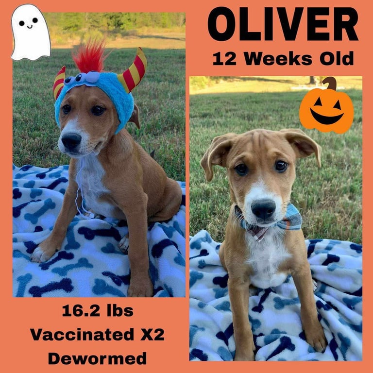 Cindyâs litter Image