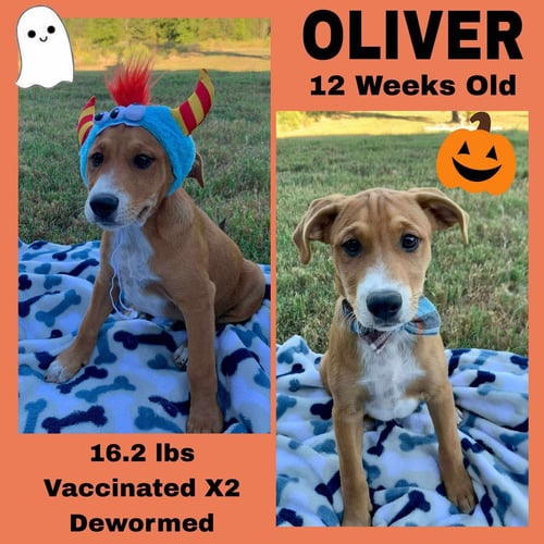 CINDYÂS LITTER - Unknown for adoption in Worcester