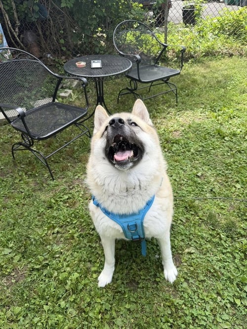 ASHA - Akita available for adoption