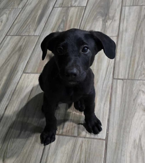 OREO - Unknown available for adoption