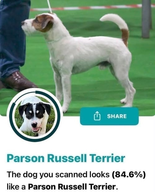 TRAVIS - Terrier / Terrier available for adoption