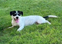 Travis - Photo 3