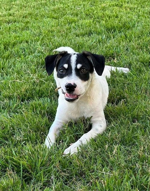 TRAVIS - Terrier / Terrier for adoption in Worcester