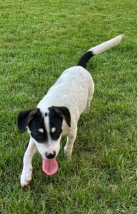 Travis - Photo 4