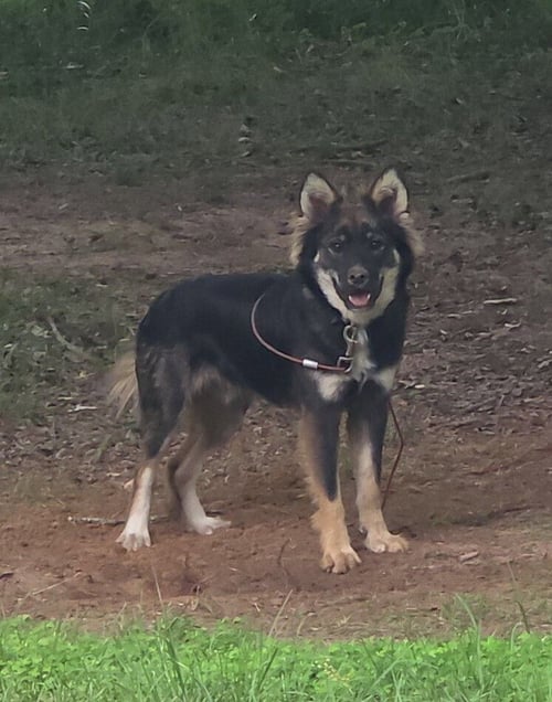 OZZY - Shepherd / Collie available for adoption