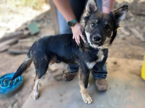 OZZY - Shepherd / Collie available for adoption