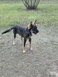 Ozzy - Photo 3