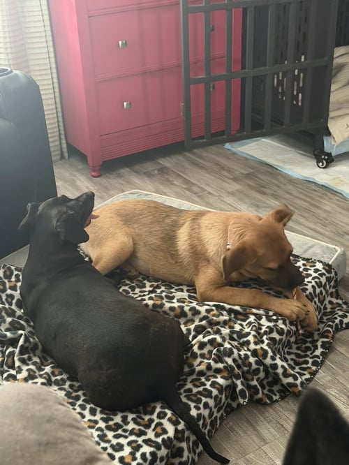 TRIXIE - Shepherd available for adoption