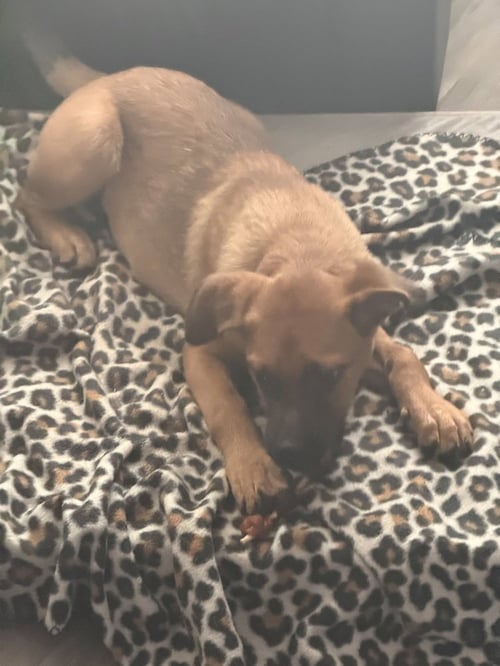 TRIXIE - Shepherd available for adoption