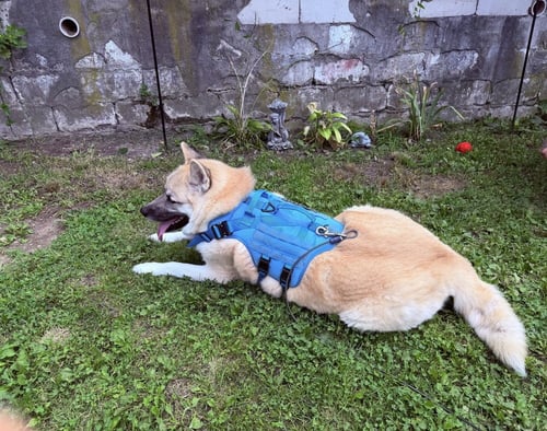 ASHA - Akita available for adoption