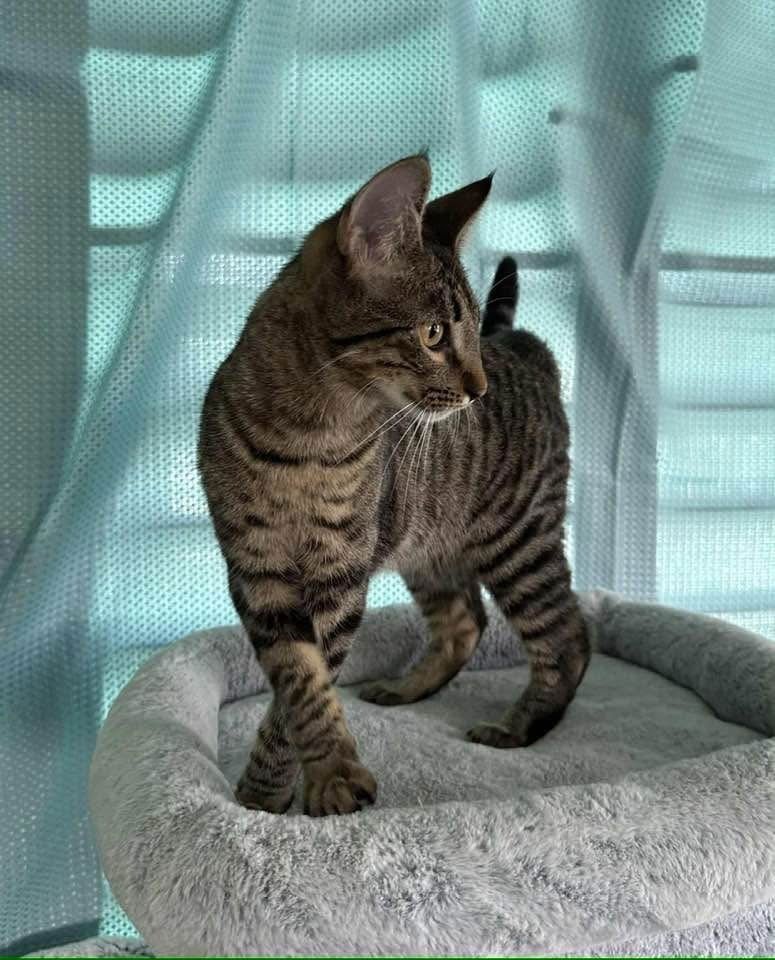 GREG - Domestic Short Hair available for adoption