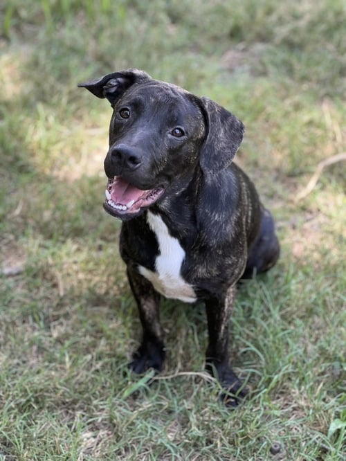 WALLY - American Pit Bull Terrier for adoption in Worcester