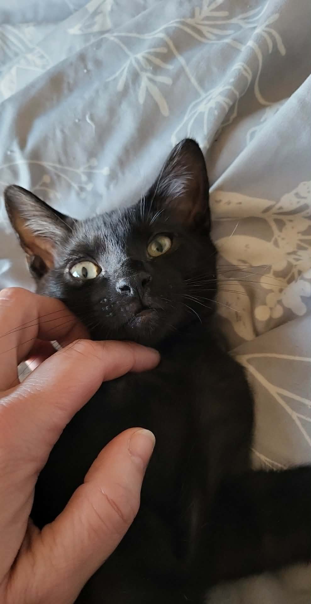 OBSIDIAN - Domestic Short Hair available for adoption